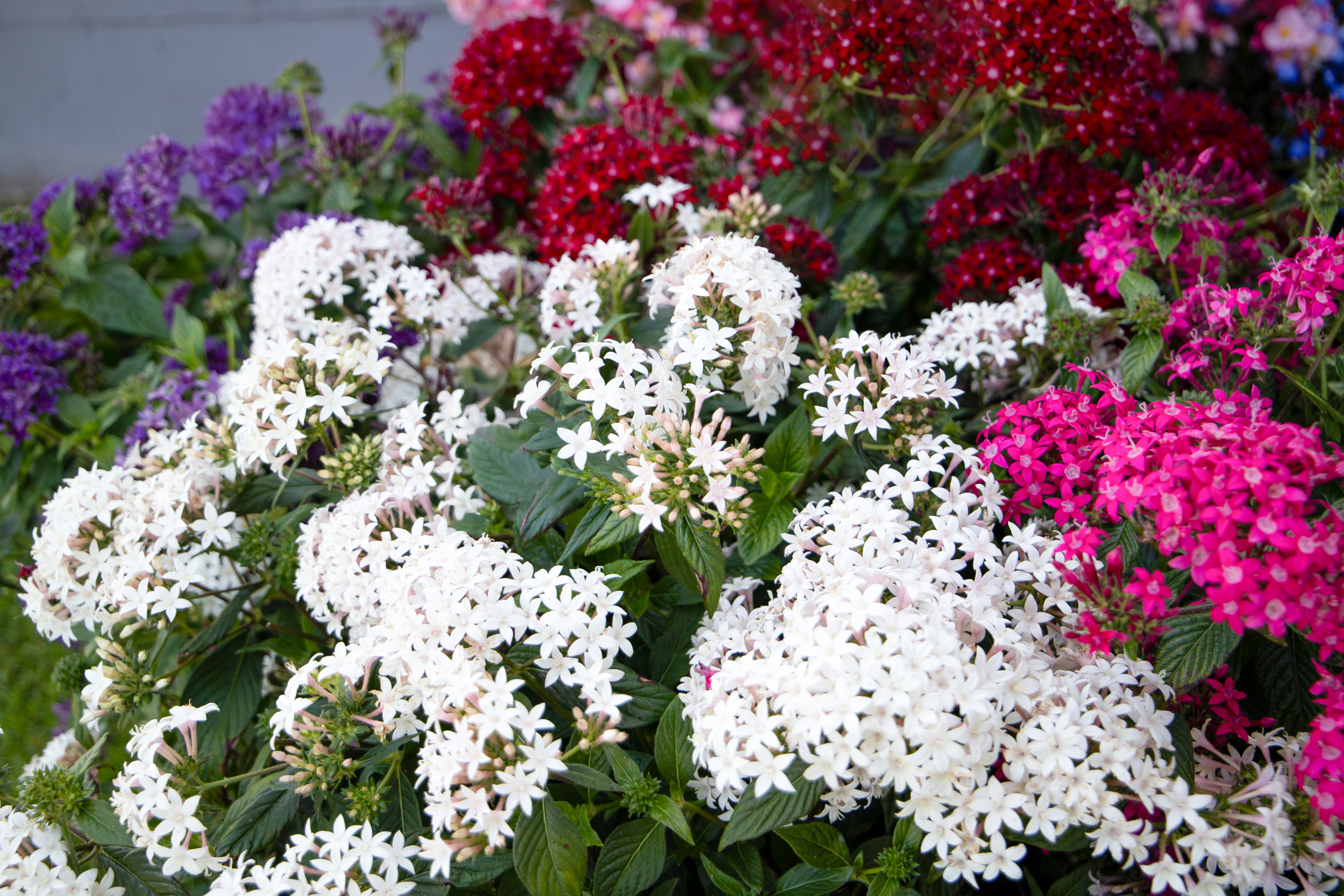 
                        Pentas
             
                        lanceolata F₁
             
                        StreetArt™
            