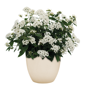 Pentas lanceolata F₁ StreetArt™ White