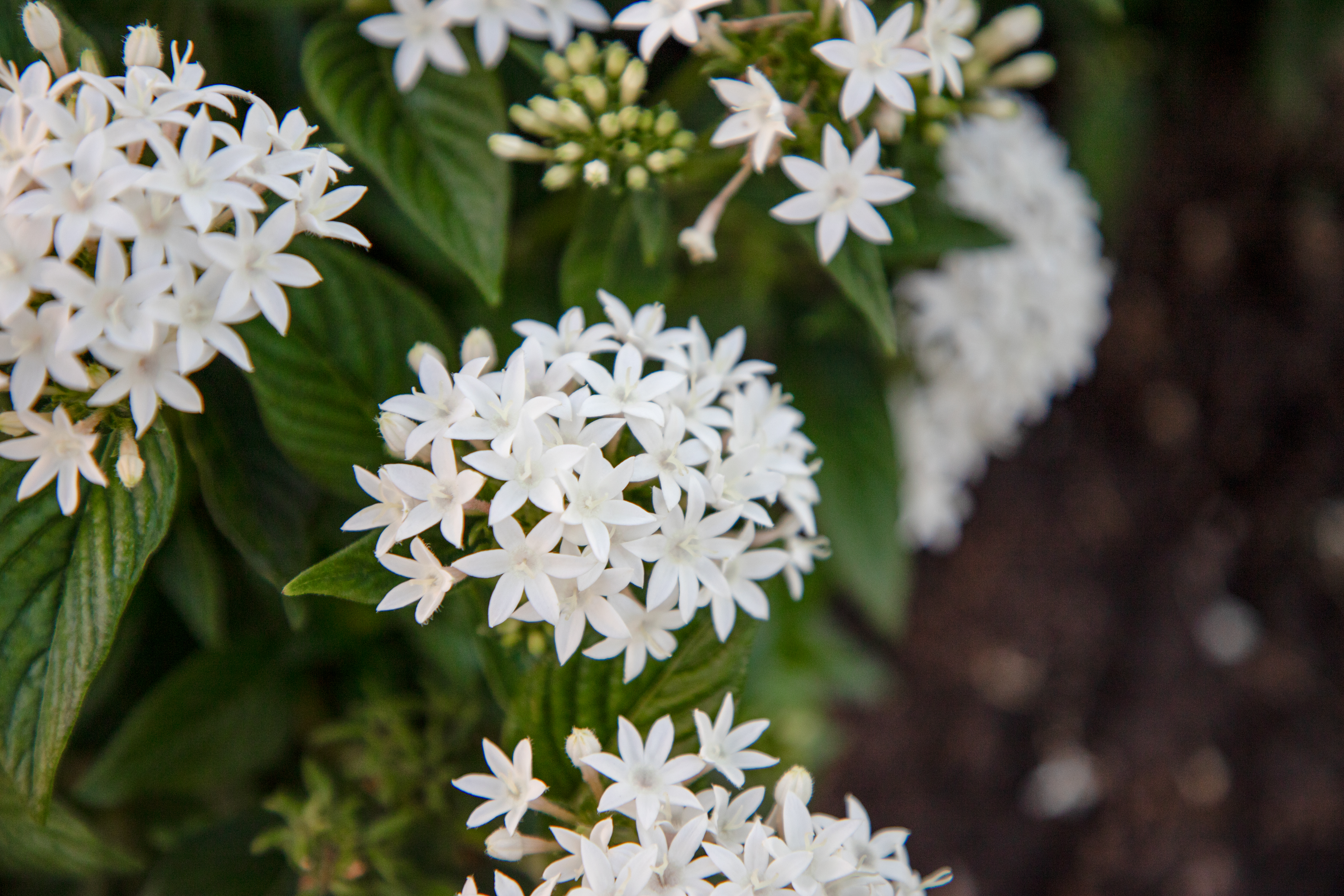 
                        Pentas
             
                        lanceolata F₁
             
                        StreetArt™
             
                        White
            