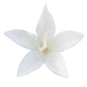 
                        Pentas
             
                        lanceolata F₁
             
                        StreetArt™
             
                        White
            