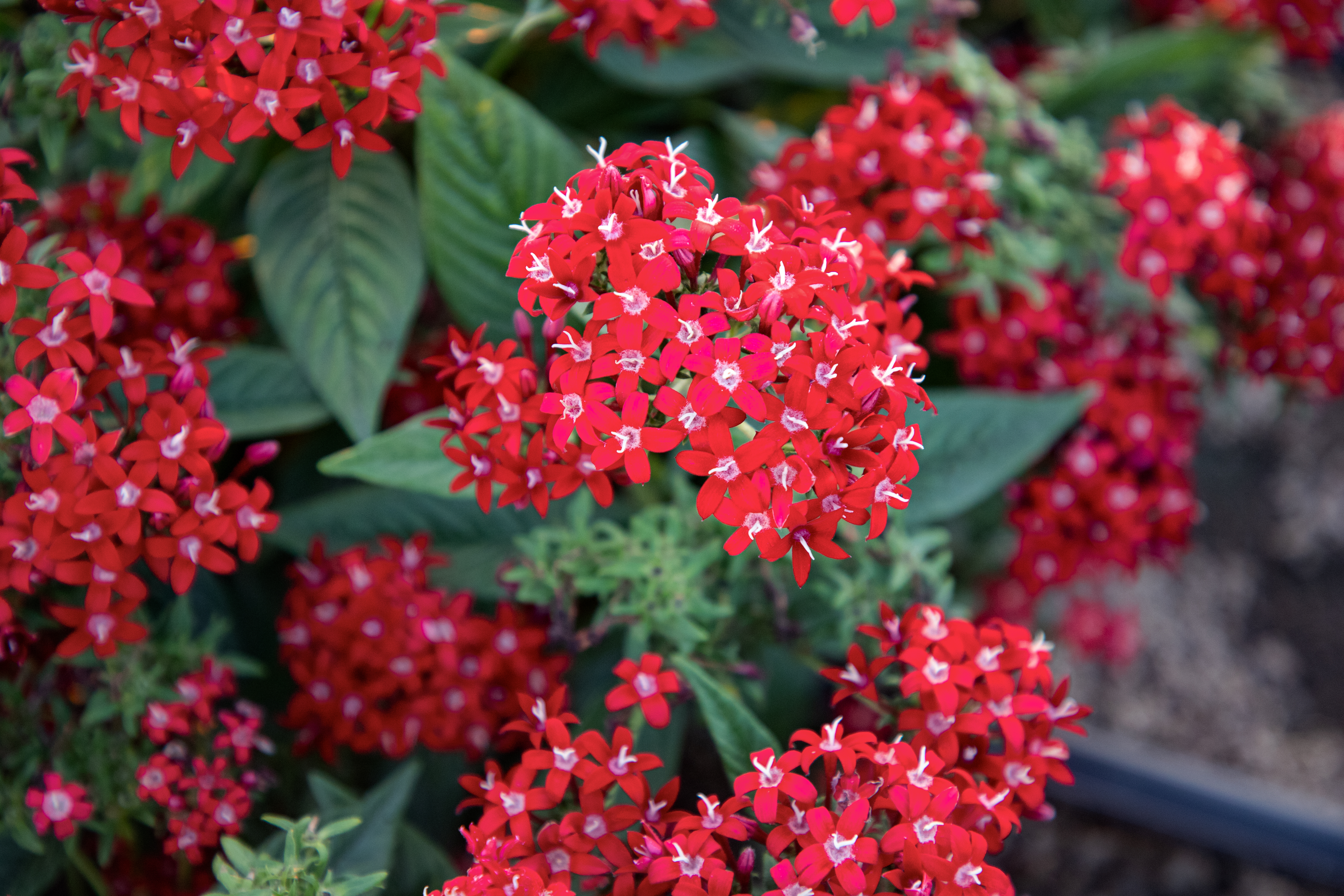 
                        Pentas
             
                        lanceolata F₁
             
                        StreetArt™
             
                        Red
            