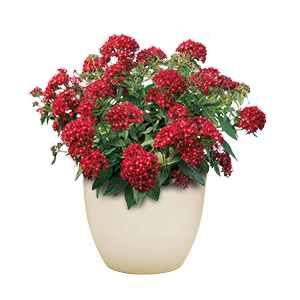 Pentas lanceolata F₁ StreetArt™ Red