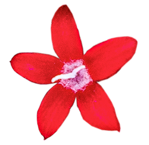 
                        Pentas
             
                        lanceolata F₁
             
                        StreetArt™
             
                        Red
            