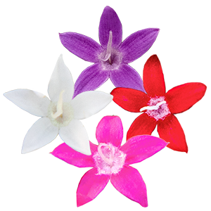 Pentas lanceolata F₁ StreetArt™ 