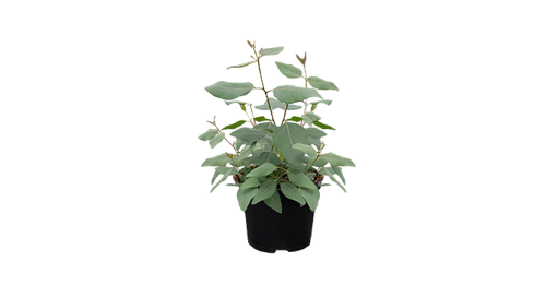 Eucalyptus
globulus
StyX