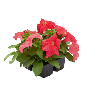Petunia
x hybrida F₁
SUCCESS!® HD
Salmon
