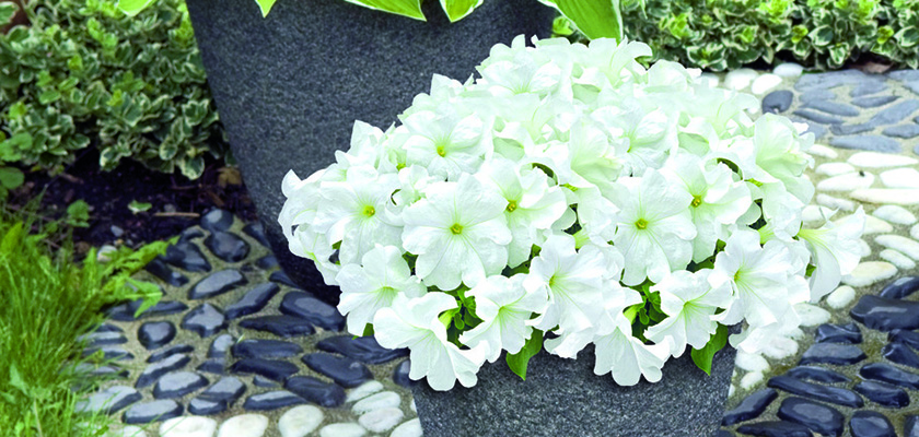 
                        Petunia
             
                        x hybrida F₁
             
                        SUCCESS!® HD
             
                        White
            