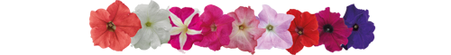 Petunia
x hybrida F₁
SUCCESS!® HD