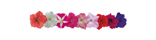 Petunia
x hybrida F₁
SUCCESS!® HD