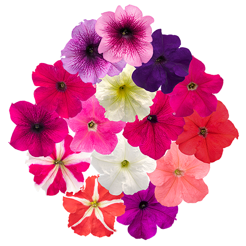 Petunia x hybrida F₁ SUCCESS!® 360° 
