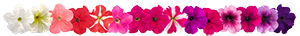 
                        Petunia
             
                        x hybrida F₁
             
                        SUCCESS! 360°
             
                        Maxi Mix
            