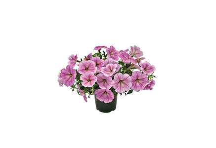 
                        Petunia
             
                        x hybrida F₁
             
                        SUCCESS!® TR
             
                        Silver Vein
            