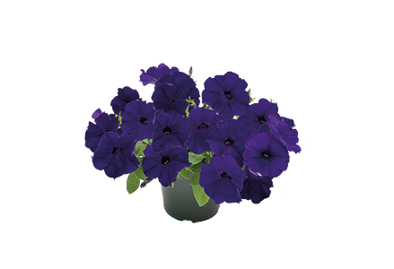 
                        Petunia
             
                        x hybrida F₁
             
                        SUCCESS! TR
             
                        Blue
            