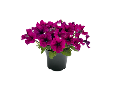 
                        Petunia
             
                        x hybrida F₁
             
                        SUCCESS!® TR
             
                        Burgundy
            