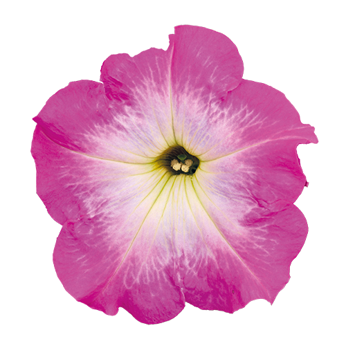 Petunia x hybrida F₁ SUCCESS!® TR Pink Morn