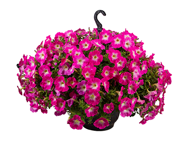 
                        Petunia
             
                        x hybrida F₁
             
                        SUCCESS!® TR
             
                        Pink Morn
            