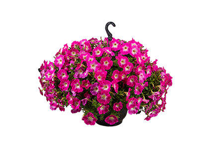 
                        Petunia
             
                        x hybrida F₁
             
                        SUCCESS! TR
             
                        Pink Morn
            