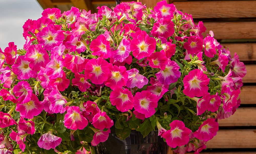 
                        Petunia
             
                        x hybrida F₁
             
                        SUCCESS!® TR
             
                        Pink Morn
            