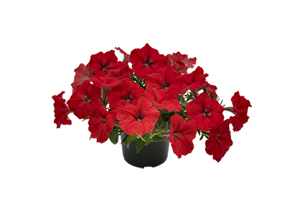
                        Petunia
             
                        x hybrida F₁
             
                        SUCCESS!® TR
             
                        Red
            