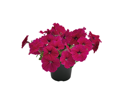 Petunia
x hybrida F₁
SUCCESS!® TR
Rose