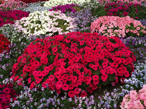 
                        Petunia
             
                        x hybrida F₁
             
                        SUCCESS!® TR
             
                        Rose
            