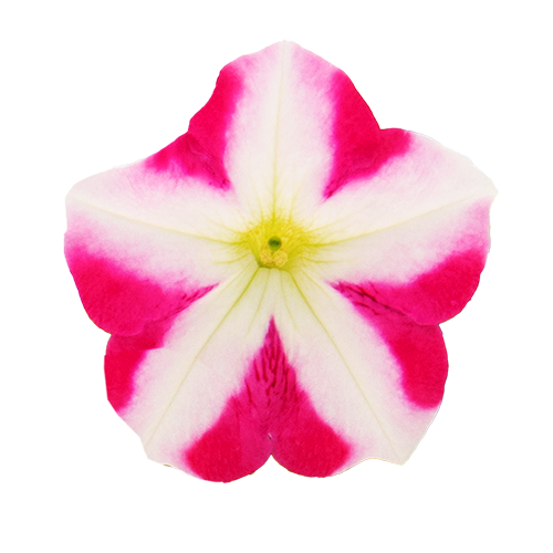 Petunia x hybrida F₁ SUCCESS!® TR Rose Star