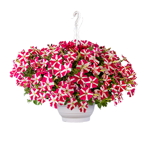 
                        Petunia
             
                        x hybrida F₁
             
                        SUCCESS!® TR
             
                        Rose Star
            