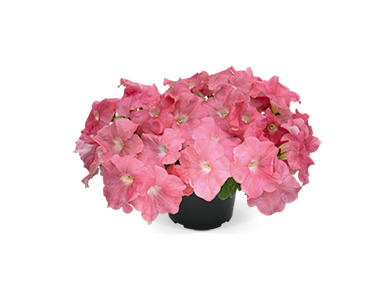 Petunia
x hybrida F₁
SUCCESS!® TR
Salmon