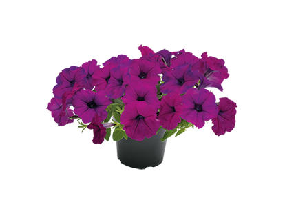 
                        Petunia
             
                        x hybrida F₁
             
                        SUCCESS! TR
             
                        Violet
            