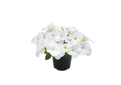 
                        Petunia
             
                        x hybrida F₁
             
                        SUCCESS! TR
             
                        White
            