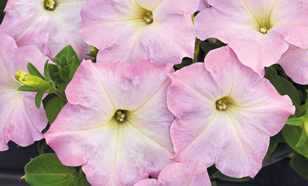
                        Petunia
             
                        x hybrida F₁
             
                        SUCCESS! TR
             
                        Light Pink Morn
            