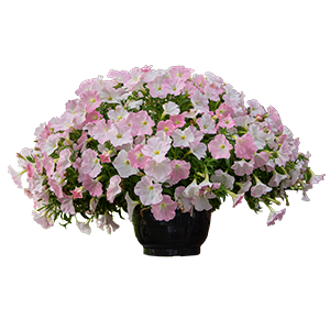 
                        Petunia
             
                        x hybrida F₁
             
                        SUCCESS! TR
             
                        Light Pink Morn
            