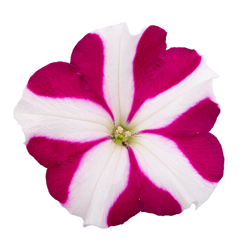   SUCCESS! TR Magenta Star
