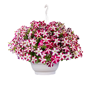 
                        Petunia
             
                        x hybrida F₁
             
                        SUCCESS! TR
             
                        Magenta Star
            