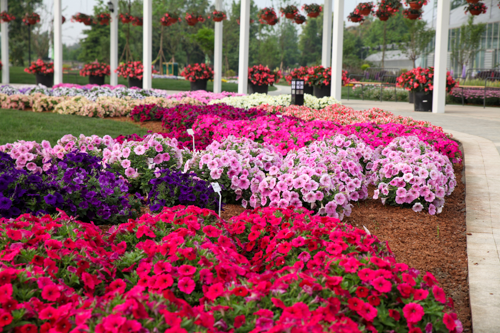 Petunia x hybrida F₁ SUCCESS!® TR