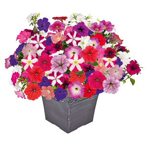 
                        Petunia
             
                        x hybrida F₁
             
                        SUCCESS! TR
             
                        Maxi Mix
            
