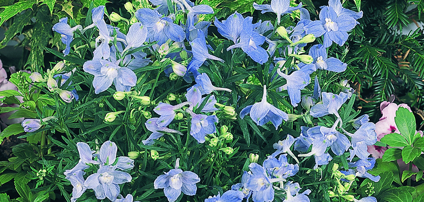 
                        Delphinium
             
                        grandiflorum
             
                        Summer
             
                        Blues®
            