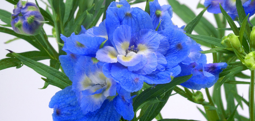 
                        Delphinium
             
                        grandiflorum
             
                        Summer
             
                        Cloud
            