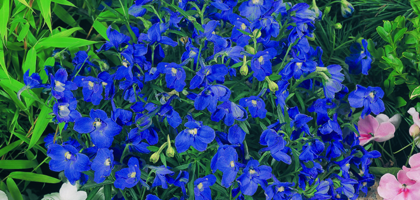 
                        Delphinium
             
                        grandiflorum
             
                        Summer
             
                        Nights
            