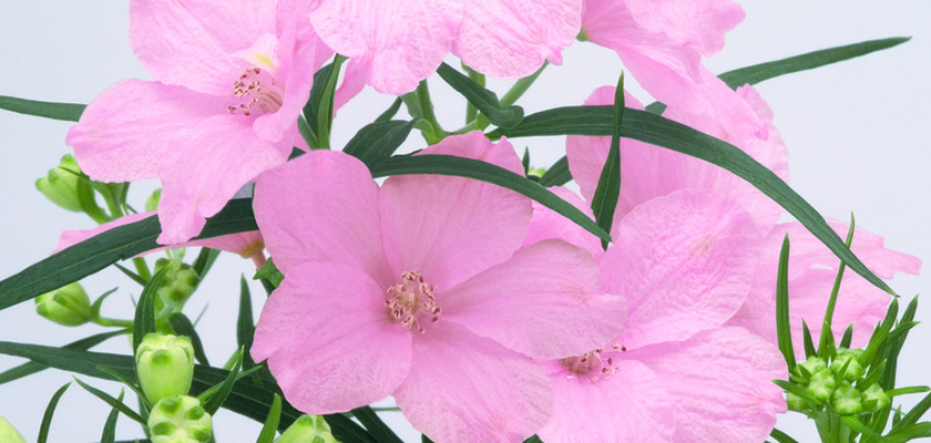 
                        Delphinium
             
                        grandiflorum
             
                        Summer
             
                        Morning
            