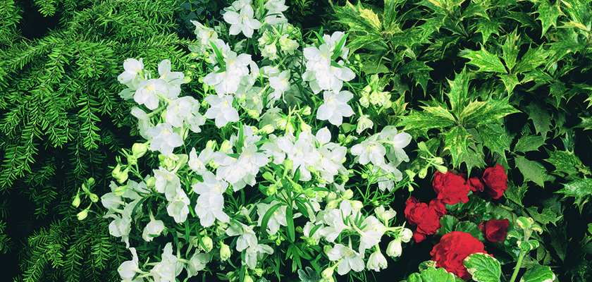 
                        Delphinium
             
                        grandiflorum
             
                        Summer
             
                        Stars
            