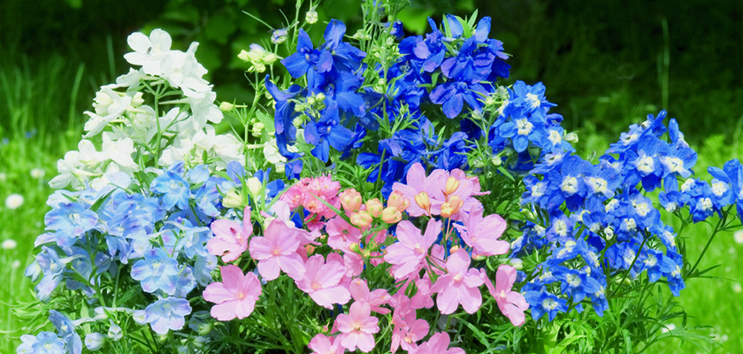 
                        Delphinium
             
                        grandiflorum
             
                        Summer
             
                        Colors
            