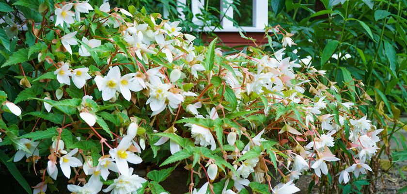 
                        Begonia
             
                        boliviensis F₁
             
                        Sun Cities Collection
             
                        Santa Barbara
            