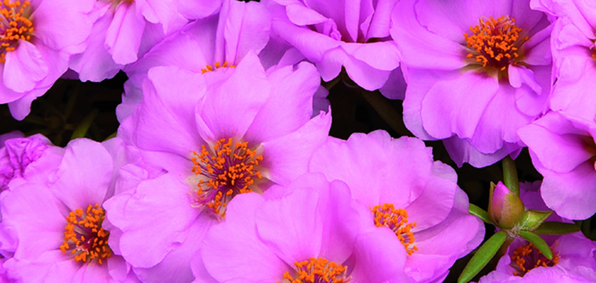 
                        Portulaca
             
                        grandiflora F₁
             
                        Sundial
             
                        Chiffon
            
