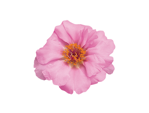 Portulaca
grandiflora F₁
Sundial
Chiffon