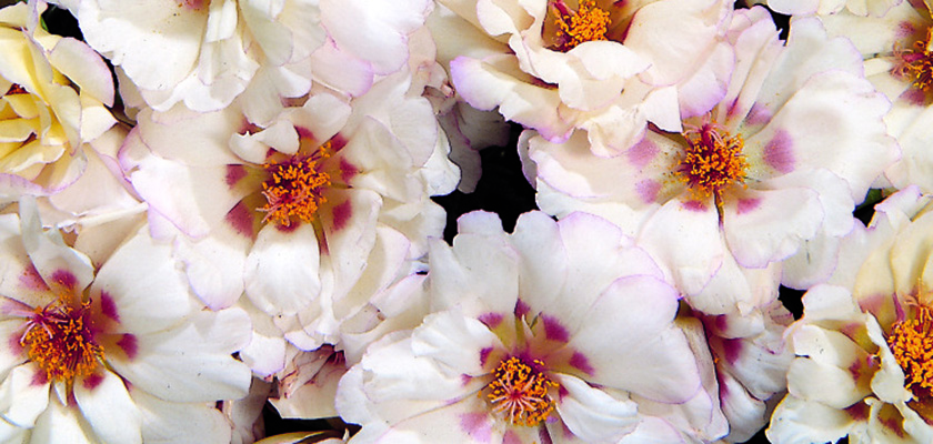 
                        Portulaca
             
                        grandiflora F₁
             
                        Sundial
             
                        Cream
            