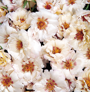 
                        Portulaca
             
                        grandiflora F₁
             
                        Sundial
             
                        Cream
            