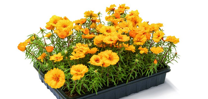 
                        Portulaca
             
                        grandiflora F₁
             
                        Sundial
             
                        Gold
            