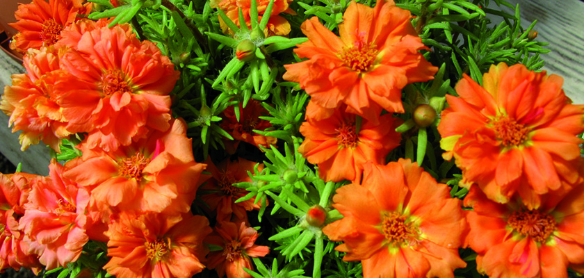 
                        Portulaca
             
                        grandiflora F₁
             
                        Sundial
             
                        Orange
            