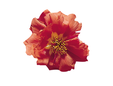Portulaca
grandiflora F₁
Sundial
Orange